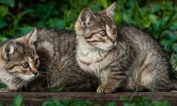 Hollanda’da hayvanları işkenceyle öldüren 19 yaşındaki genç kıza zorunlu TBS