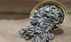 Almanya’da Türk markalı ay çekirdekleri yeniden geri çağrıldı