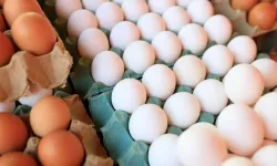 Hollanda’da yumurta fiyatları rekor seviyeye ulaştı
