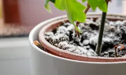 Ev bitkilerindeki küfe karşı mutfaktan doğal çözüm