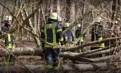 Almanya’da Paskalya yumurtası ararken ağaç devrildi, biri bebek üç kişi öldü