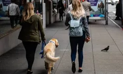 Hollanda’da köpek sahiplenmek isteyenlere zorunlu eğitim