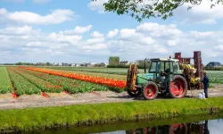 Hollanda’da dizel fiyatları çiftçiyi vurdu: Gıda fiyatlarının artması bekleniyor