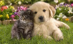 Avrupa Birliği’nde kedi ve köpeklere çip zorunluluğu getirildi