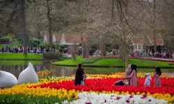 Hollanda’nın en büyük lale bahçesi Keukenhof 77’nci kez kapılarını açtı
