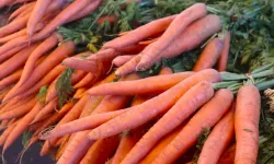 Fransa’da Lidl’de satılan organik havuçlar aşırı kimyasal nedeniyle geri çağrıldı