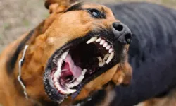 Hollanda’da köpek sahiplenmek isteyenlere zorunlu eğitim