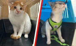Türkiye'den Almanya'ya getirilen kediler, belgelerine rağmen karantinaya alındı