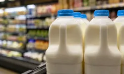 Hollanda'da plastik süt şişelerine depozito geliyor