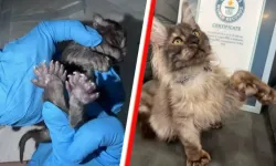 Erebus Anomaly adlı kedi 29 parmağıyla dünya rekoru kırdı