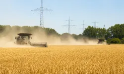 Almanya’da kuraklık tarımsal üretimi vurdu: Patates, buğday ve mısırda verim düşüyor