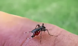 Avrupa'da sivrisineklerle bulaşan virüs hızla yayılıyor