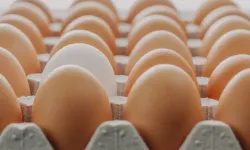 Belçika'da salmonella tespit edilen yumurtalar nedeniyle 300 kişi hastalandı