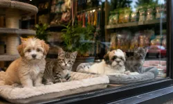 Fransa'da yasağa rağmen kedi ve köpek satan pet shoplara hayvan başına 1.500 euro ceza