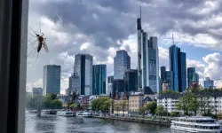 Almanya’nın Frankfurt kentinde sıtma alarmı