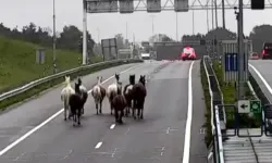 Hollanda’da A9 otoyoluna çıkan 12 at trafiği durdurdu