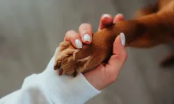 Hollanda’da aynı parkta gezdirilen 4 köpek öldü: Zehirlenme şüphesi araştırılıyor