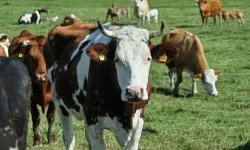 Hollanda’da çiftçilere sıkı azot kuralları getiren ilk bölge Gelderland oldu