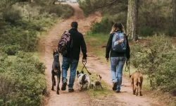 Hollanda’da ısırma riski taşıyan köpeklerin sahiplerine zorunlu kurs geliyor