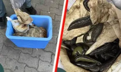 Macaristan sınırında Türk sürücünün aracında 3 binden fazla sülük bulundu