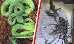 Almanya'da valizden 37 canlı zehirli yılan ve 55 kertenkele çıktı