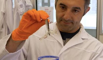 Türk bilim insanının şeffaflaştırdığı fareler, kanser araştırmalarında çığır açabilir