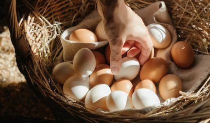 Hollanda'da dört belediyede kendi besledikleri tavukların yumurtalarını tüketmeme uyarısı