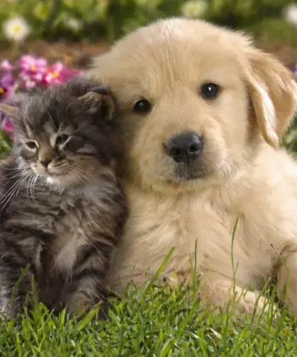 Avrupa Birliği’nde kedi ve köpeklere çip zorunluluğu getirildi