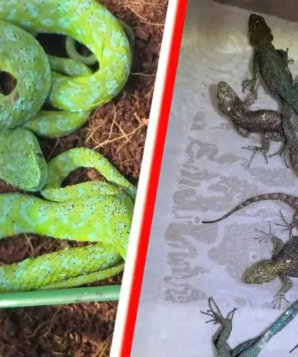 Almanya'da valizden 37 canlı zehirli yılan ve 55 kertenkele çıktı