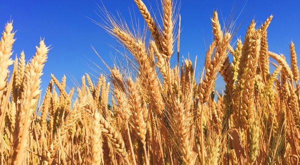 İstanbul’daki tahıl anlaşması, buğday fiyatlarını düşürdü