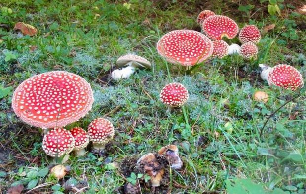 Almanya’da sık görülen 4 zehirli mantar türü