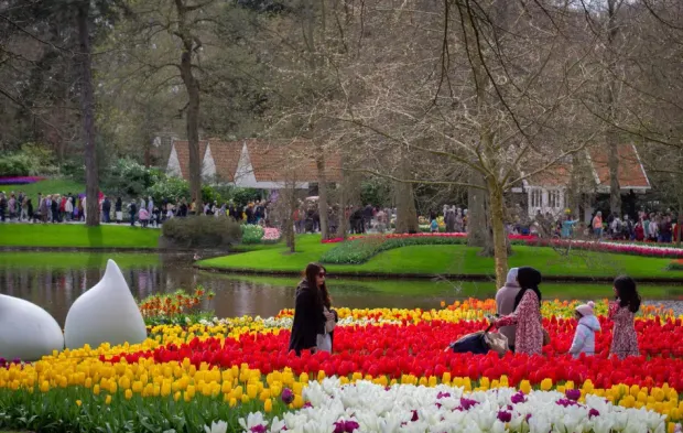 Hollanda’nın en büyük lale bahçesi Keukenhof