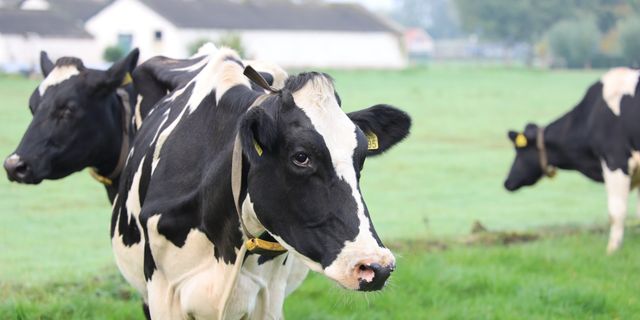 Hollanda'daki çiftlik hayvanlarının etinde, sütünde ve kanında plastik parçacıkları bulundu