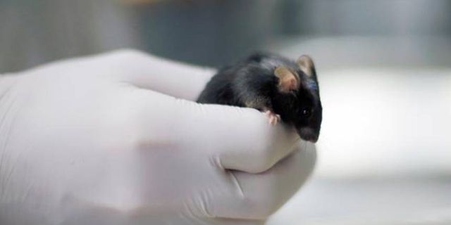 Bilim insanları farelerde abur cubur yemekten oluşan kiloları önleyen ilaç geliştirdi