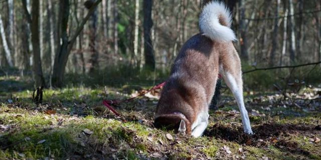 Fransa’da yürüyüşte toprağı kazan köpek, 400 bin euro buldu