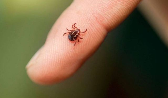 Berlin'de kene kaynaklı Lyme hastalığı vakalarında endişe verici artış