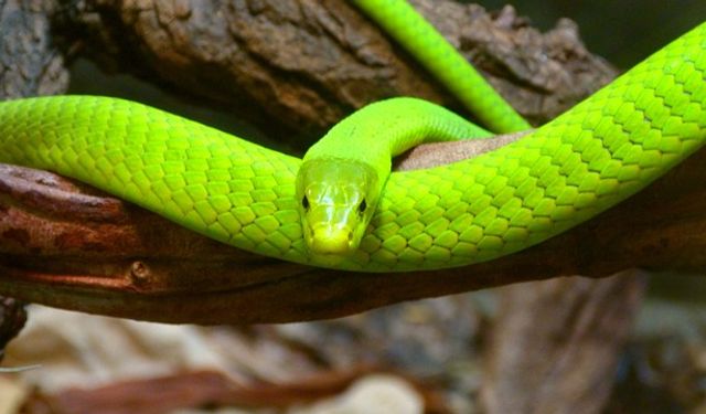 Tilburg'da kaçan son derece zehirli yeşil mamba yılanı bulunamadı