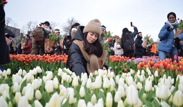 Amsterdam lale bahçesine döndü, Ulusal Lale Günü'nde meydanlar çiçek açtı