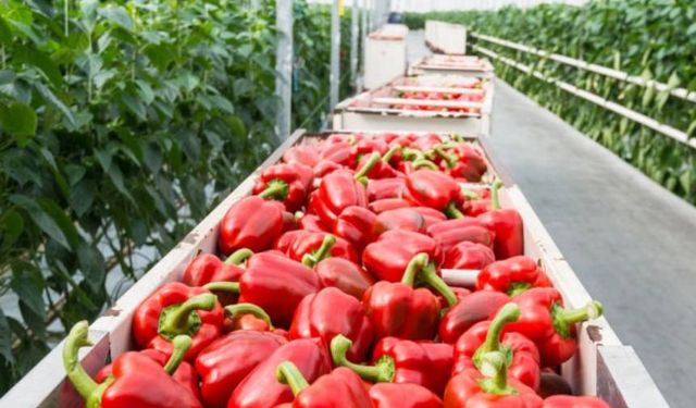 Hollanda’nın tarım ihracatı yüzde 13 artarak 123,8 milyar euroya ulaştı
