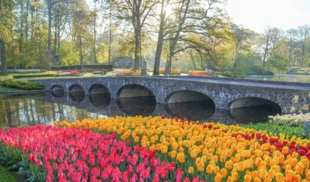 Hollanda’nın lale bahçesi Keukenhof kapılarını açıyor