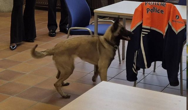 Belçika'nın yeni siber dedektifi: USB belleklerin kokusunu alan polis köpeği Luna