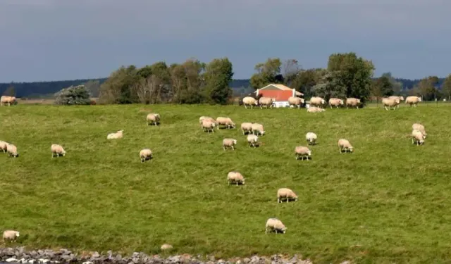 Avrupa'da ilk kez Hollanda'da yeni tür ölümcül mavi dil virüsü tespit edildi