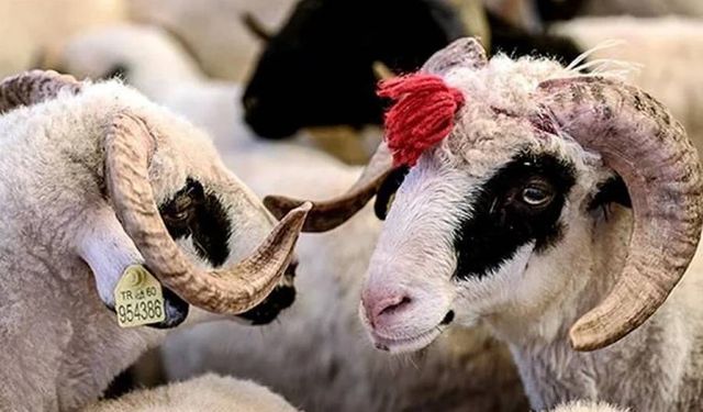 Türkiye ve yurt dışında 2025 vekaletle kurban bedeli ne kadar?