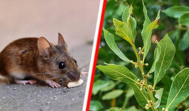 Fare ve sıçanları doğal yolla uzaklaştırmanın pratik yolu