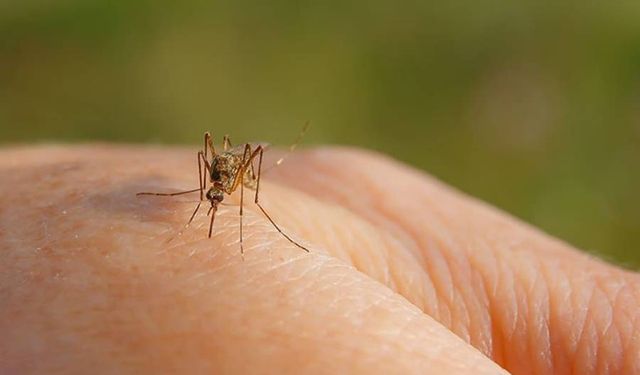 Araştırma: Sivrisinekler en çok bu içeceği tüketenleri ısırıyor