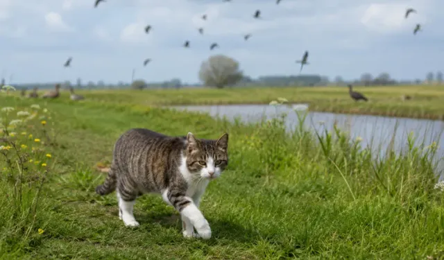 HOLLANDA
