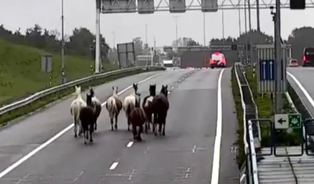 HOLLANDA