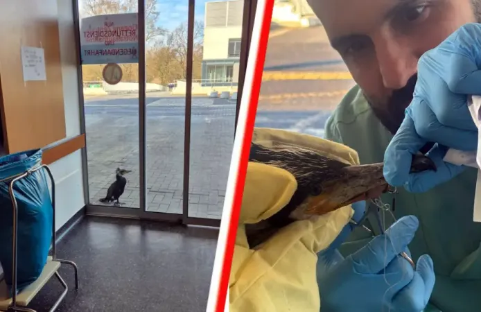 Almanya’da yaralı karabatak hastane kapısını gagalayarak yardım istedi