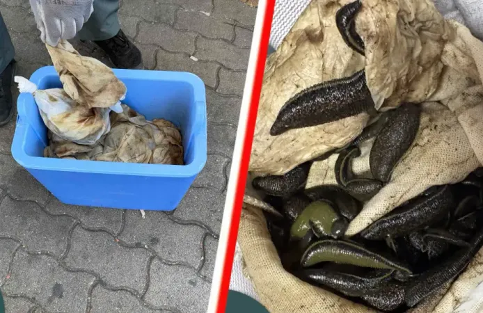 Macaristan sınırında Türk sürücünün aracında 3 binden fazla sülük bulundu