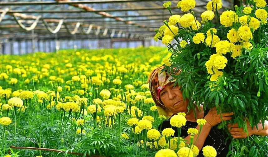 İzmirli Çiçek Üreticileri Hollanda Borsası'nda